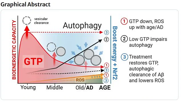 Study Reveals Key Role of GTP in Brain's Cellular Clearance Process Linked to Alzheimer's Progression