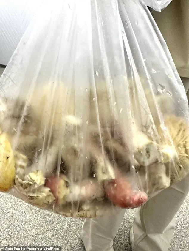 Limited Access to Mushroom Safety Information Leads to Tragedy in Thailand