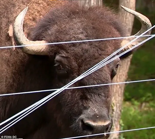 83-Year-Old Maryland Farmer Attacked by Buffalo He Raised for 40 Years During Routine Feeding Session