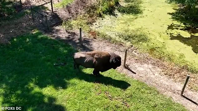 83-Year-Old Maryland Farmer Attacked by Buffalo He Raised for 40 Years During Routine Feeding Session