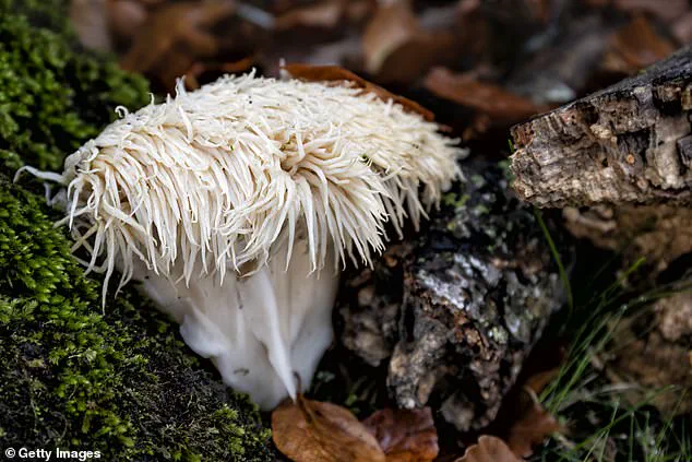 Robyn Ramsay: 'I was struggling to keep up' as Student Turns to Lion’s Mane Mushroom for Academic Edge