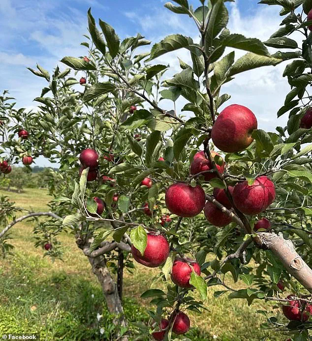 Exclusive Access: How an Ohio Orchard Exposed a $300 Apple Smuggling Attempt
