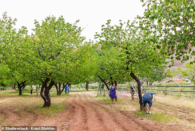 Historic Fruit Trees in Capitol Reef National Park Face Uncertain Future as Visitors Mourn Their Decline
