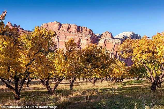 Historic Fruit Trees in Capitol Reef National Park Face Uncertain Future as Visitors Mourn Their Decline