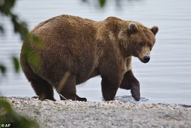 Exclusive Insights: The Brutal Survival Race of Katmai's Fat Bear Week