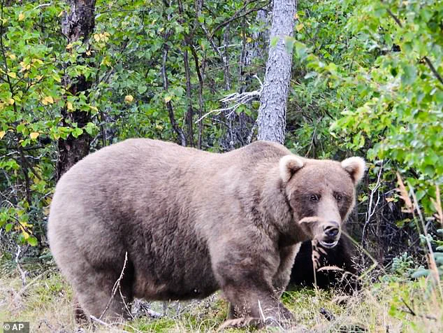 Exclusive Insights: The Brutal Survival Race of Katmai's Fat Bear Week