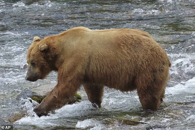 Exclusive Insights: The Brutal Survival Race of Katmai's Fat Bear Week