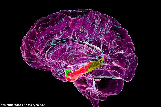 Study Links Medial Entorhinal Cortex Activity to Age-Related Unfamiliarity in Mice