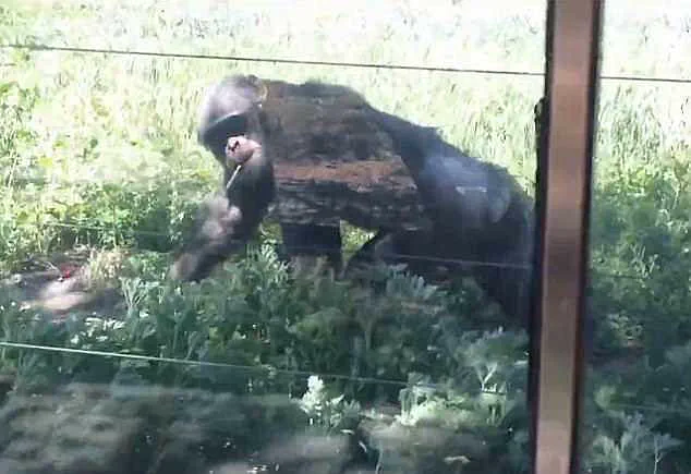 Public Outrage Erupts After Video Shows Chimpanzee Smoking Cigarette at Chinese Wildlife Park