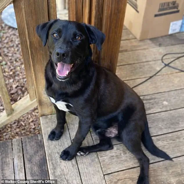 Tragic Death of Four-Year-Old John John Boley: Sheriff Confirms No Foul Play