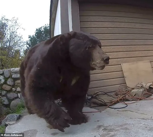 California Homeowner's Month-Long Battle with 550-Pound Bear Threatens Community Safety