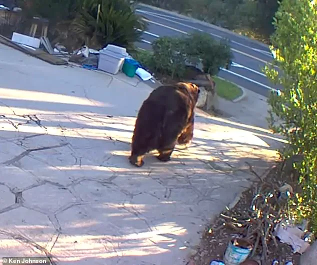 California Homeowner's Month-Long Battle with 550-Pound Bear Threatens Community Safety