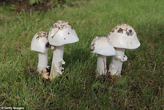 California Death Cap Mushroom Outbreak Claims Three Lives, Hospitalizes Over Two Dozen as Health Officials Urge Caution