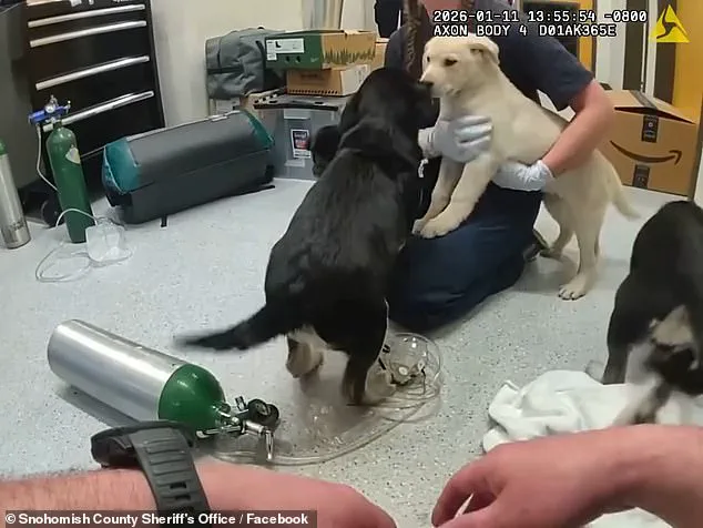 Washington State Firefighters Save Six Puppies from Suspected Opioid Overdose