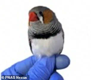 Study Uncovers Potential Toxin-Filtering Role of Red Hair Pigment Pheomelanin