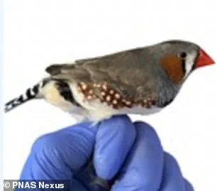 Study Uncovers Potential Toxin-Filtering Role of Red Hair Pigment Pheomelanin