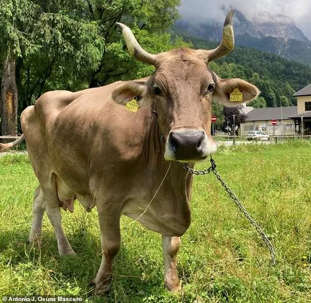 Austrian Cow's Tool Use Challenges Assumptions About Cattle Intelligence