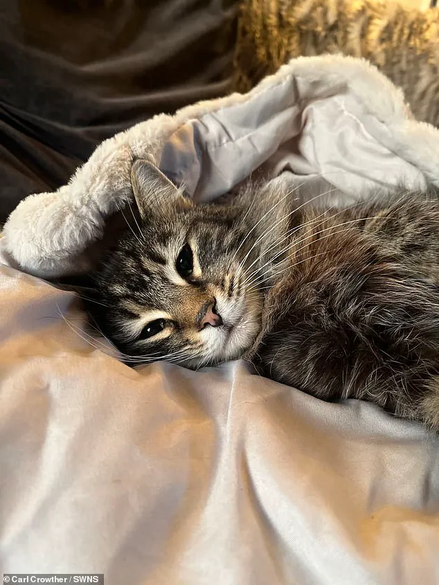 Breaking: Amazon Delivery Driver Accused of Stealing Cat in West Yorkshire; Surveillance Footage Sparks Outcry