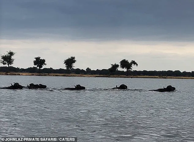 The Perilous Journey of Buffalo in Zambia's Lower Zambezi River