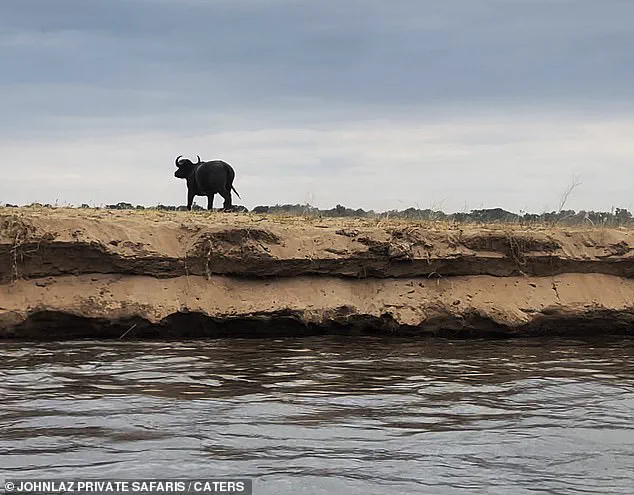 The Perilous Journey of Buffalo in Zambia's Lower Zambezi River