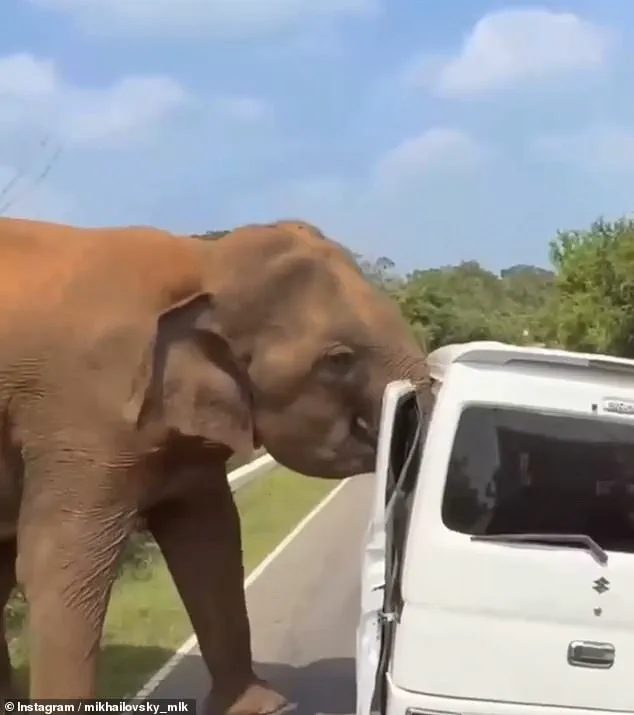 Elephant's Wrath: A Family's Ordeal in Sri Lanka's Wilderness and the Hidden Truth Behind the Incident