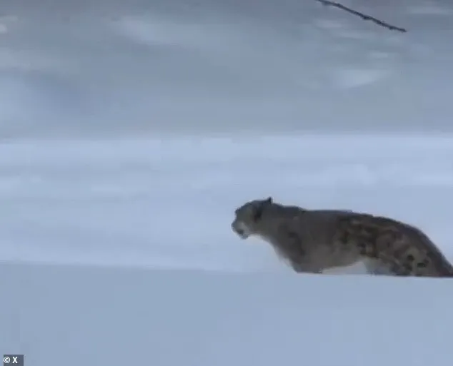 Snow Leopard Encounter Injures Tourist in Chinese UNESCO Site, Underlining Wildlife Management Challenges