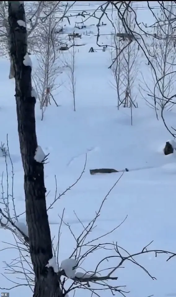 Snow Leopard Encounter Injures Tourist in Chinese UNESCO Site, Underlining Wildlife Management Challenges