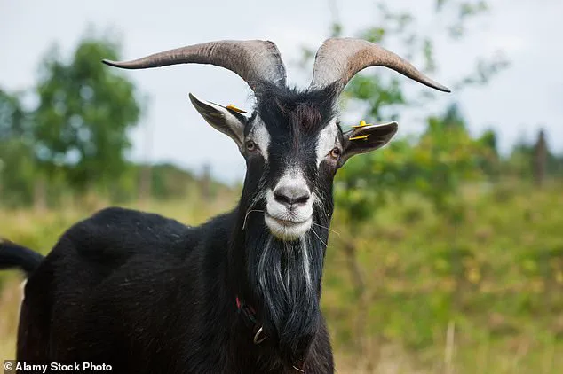 UK Milk Consumption Drops from Five to Two Pints Weekly as Dietary Trends Shift