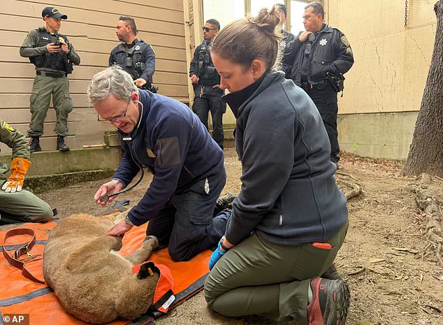 Government Agencies Respond to Unprecedented Wildlife Encounter in San Francisco Neighborhood