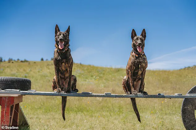 Premium Guard Dogs: The High-Cost Training Behind Svalinn's Elite Canines