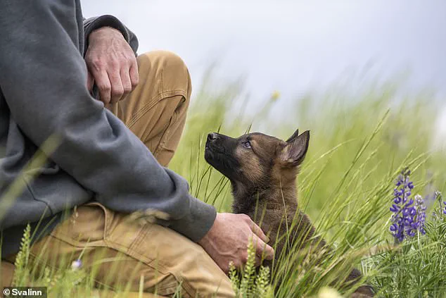 Premium Guard Dogs: The High-Cost Training Behind Svalinn's Elite Canines