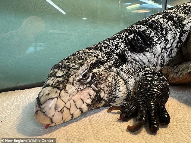 Rhode Island Resident Discovers Exotic Tegu Lizard Buried in Snow, Prompting Wildlife Center Response