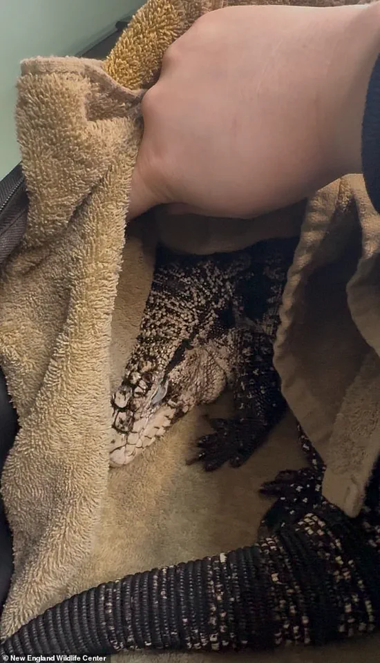 Rhode Island Resident Discovers Exotic Tegu Lizard Buried in Snow, Prompting Wildlife Center Response