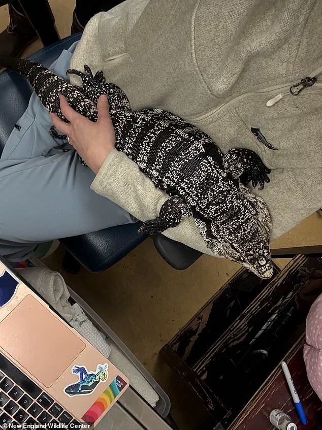 Rhode Island Resident Discovers Exotic Tegu Lizard Buried in Snow, Prompting Wildlife Center Response