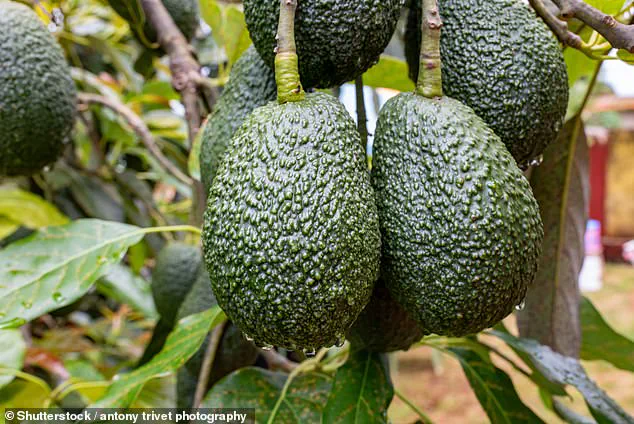 Avocado: The Superfood That's Good for Your Heart, Skin, and More – Debunking the Myths