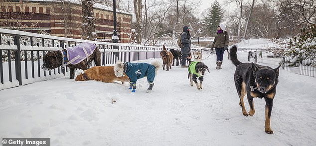 Palestinian Activist Nerdeen Kiswani Faces Backlash for Calling for Ban on Indoor Dogs as 'Un-Islamic