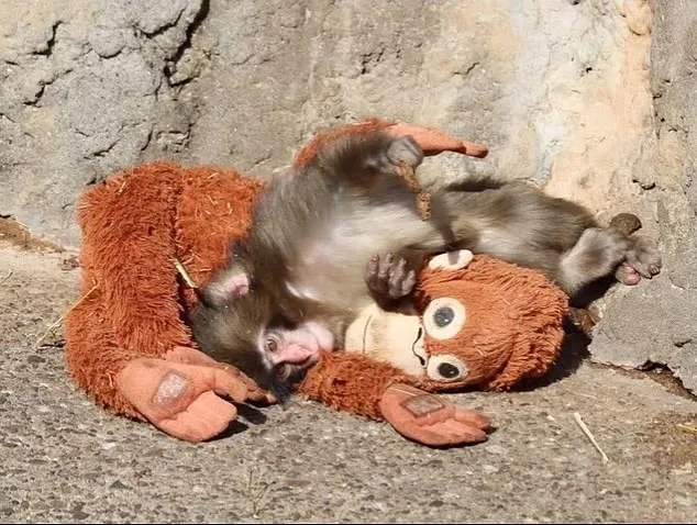 Heartwarming Rescue of Rejected Macaque Punch Captivates Online Audiences