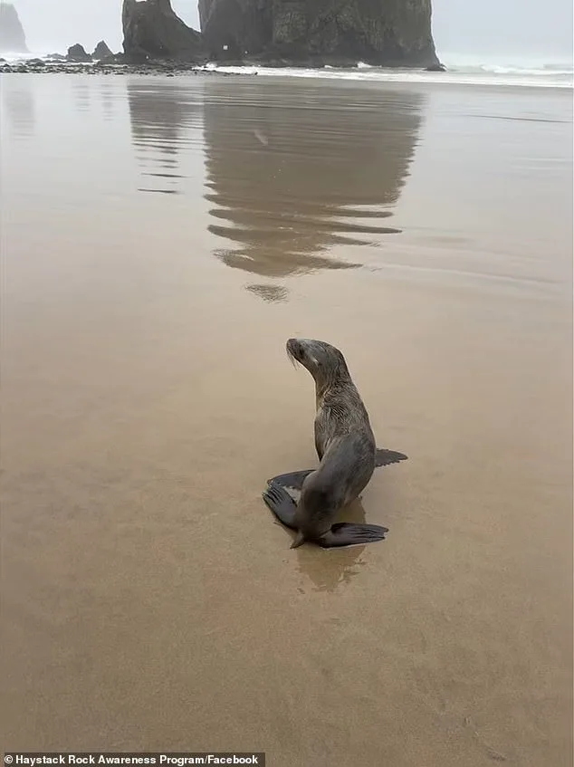 Stranded Baby Sea Lion Sparks Community Rescue and Wildlife Conversation on Oregon Coast