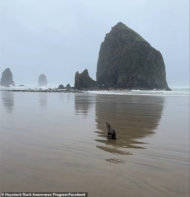 Stranded Baby Sea Lion Sparks Community Rescue and Wildlife Conversation on Oregon Coast