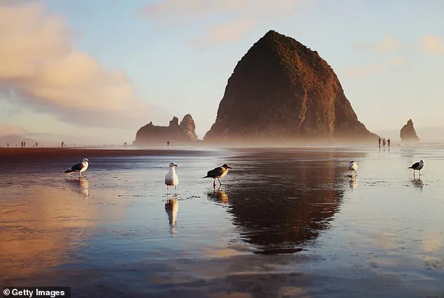 Stranded Baby Sea Lion Sparks Community Rescue and Wildlife Conversation on Oregon Coast