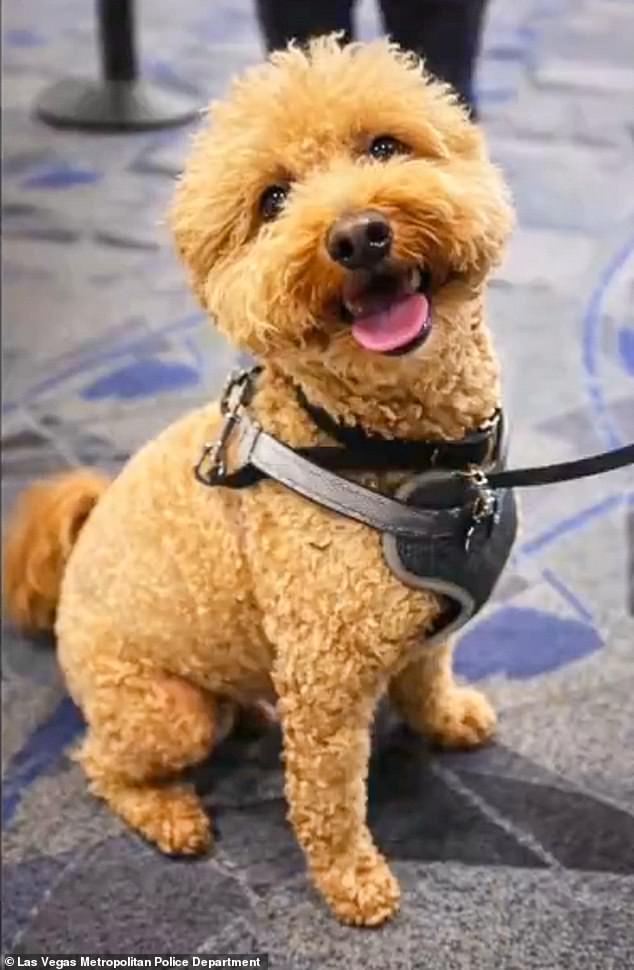 Woman Arrested for Abandoning Service Dog at Las Vegas Airport