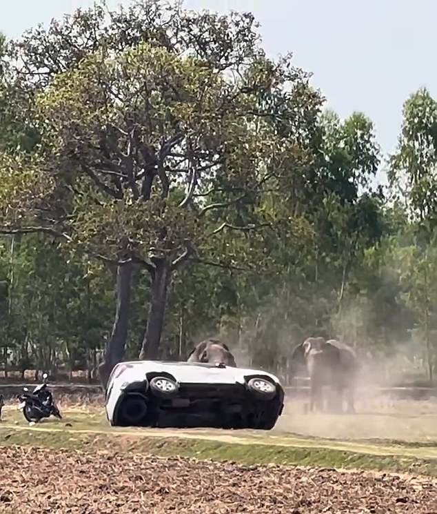 Chaos in Buriram: Human Intervention in Elephant Mating Rituals Sparks Tragedy