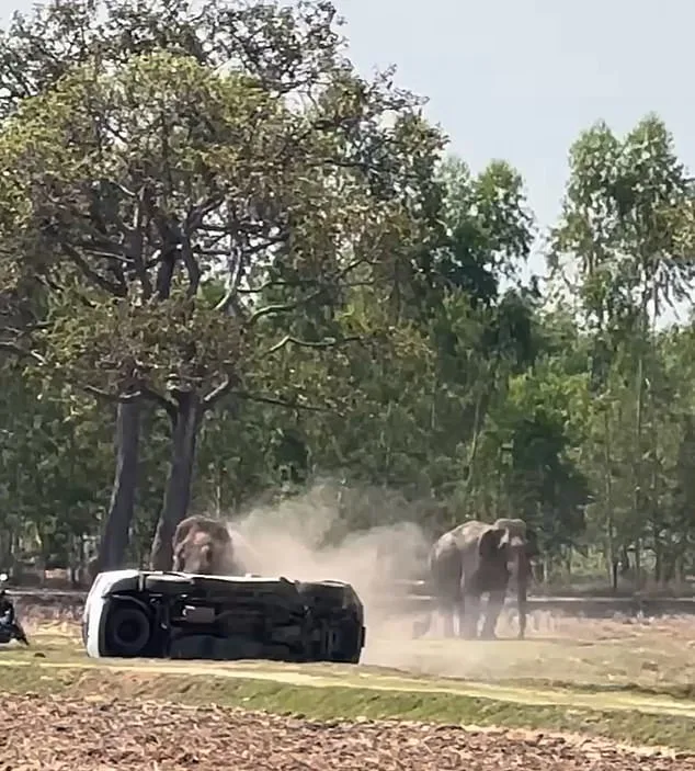 Chaos in Buriram: Human Intervention in Elephant Mating Rituals Sparks Tragedy