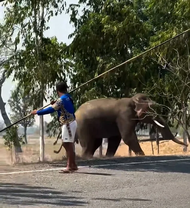 Chaos in Buriram: Human Intervention in Elephant Mating Rituals Sparks Tragedy
