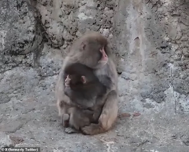 Punch's Plush Lifeline: The Viral Story of an Orphaned Macaque