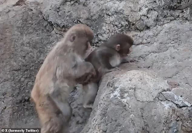 Punch's Plush Lifeline: The Viral Story of an Orphaned Macaque