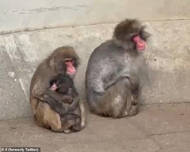 Punch's Plush Lifeline: The Viral Story of an Orphaned Macaque