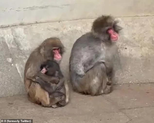 Punch's Plush Lifeline: The Viral Story of an Orphaned Macaque