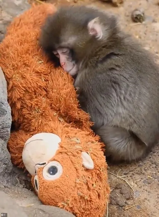 Punch's Plush Lifeline: The Viral Story of an Orphaned Macaque