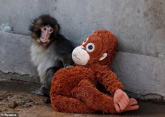 Cute Baby Monkey's Viral Photo of Abandonment Sparks Global Sympathy